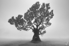 Baum im Feenwald Fanal